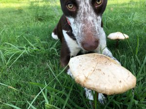 Various types of mushrooms can be toxic to dogs, including the amanita and galerina species.