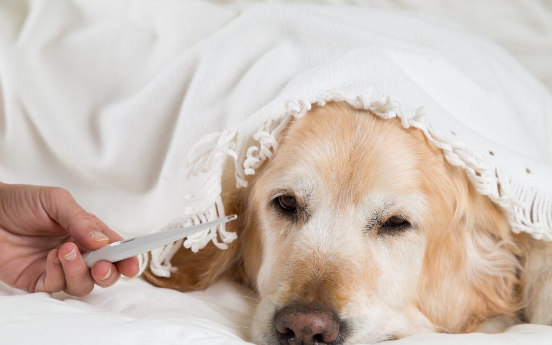 Canine Influenza Vaccine Side Effects & Cost