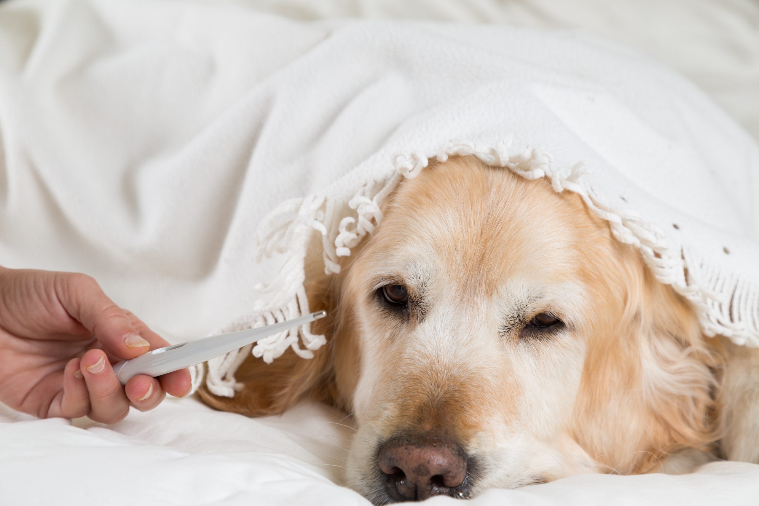 Golden Retriever dog cold A flu vaccine helps fight off the virus if they are exposed.