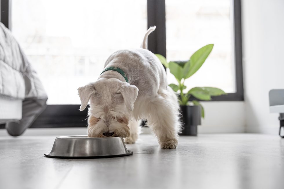 View of Can Dogs Eat Apples With Skin? | Odie Pet Insurance