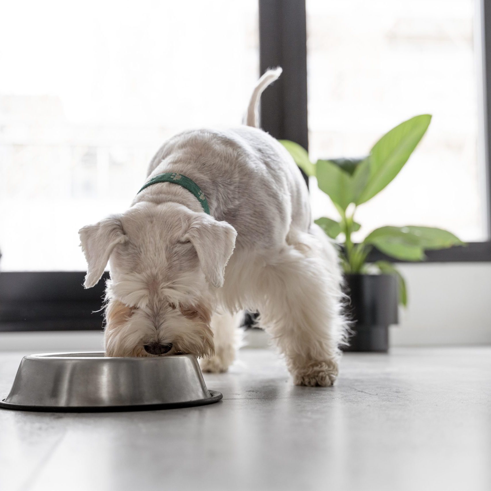 Can Dogs Eat the Skin on Apples: Safety Tips & Benefits
