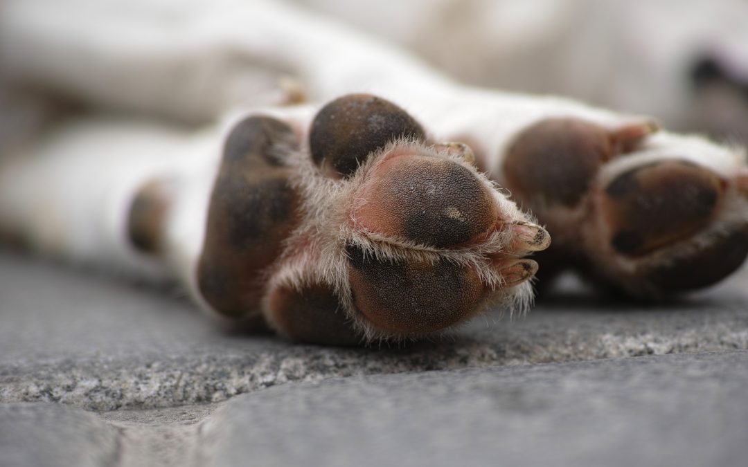 Swollen Paw Dog: Causes and Treatment