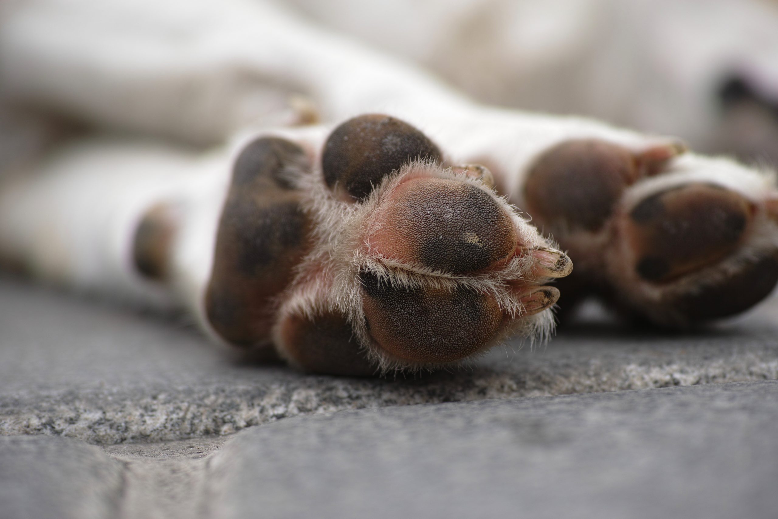 nature & animals Dogs can get swollen paws from injuries, allergies, or infections.