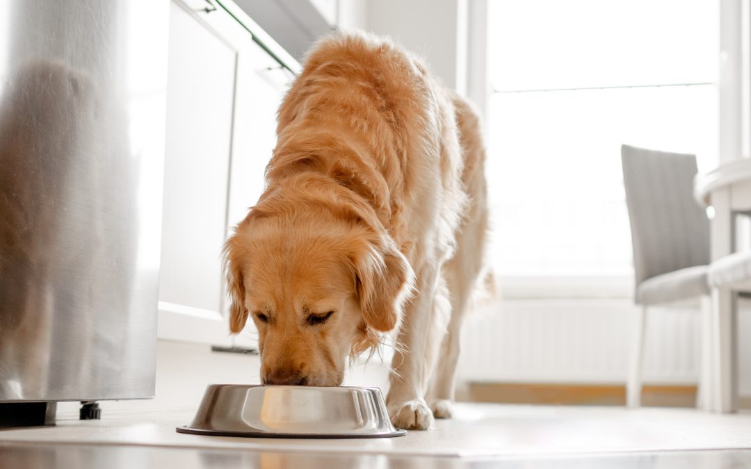 Can Dogs Have Pineapple? Fresh, Dry or Canned