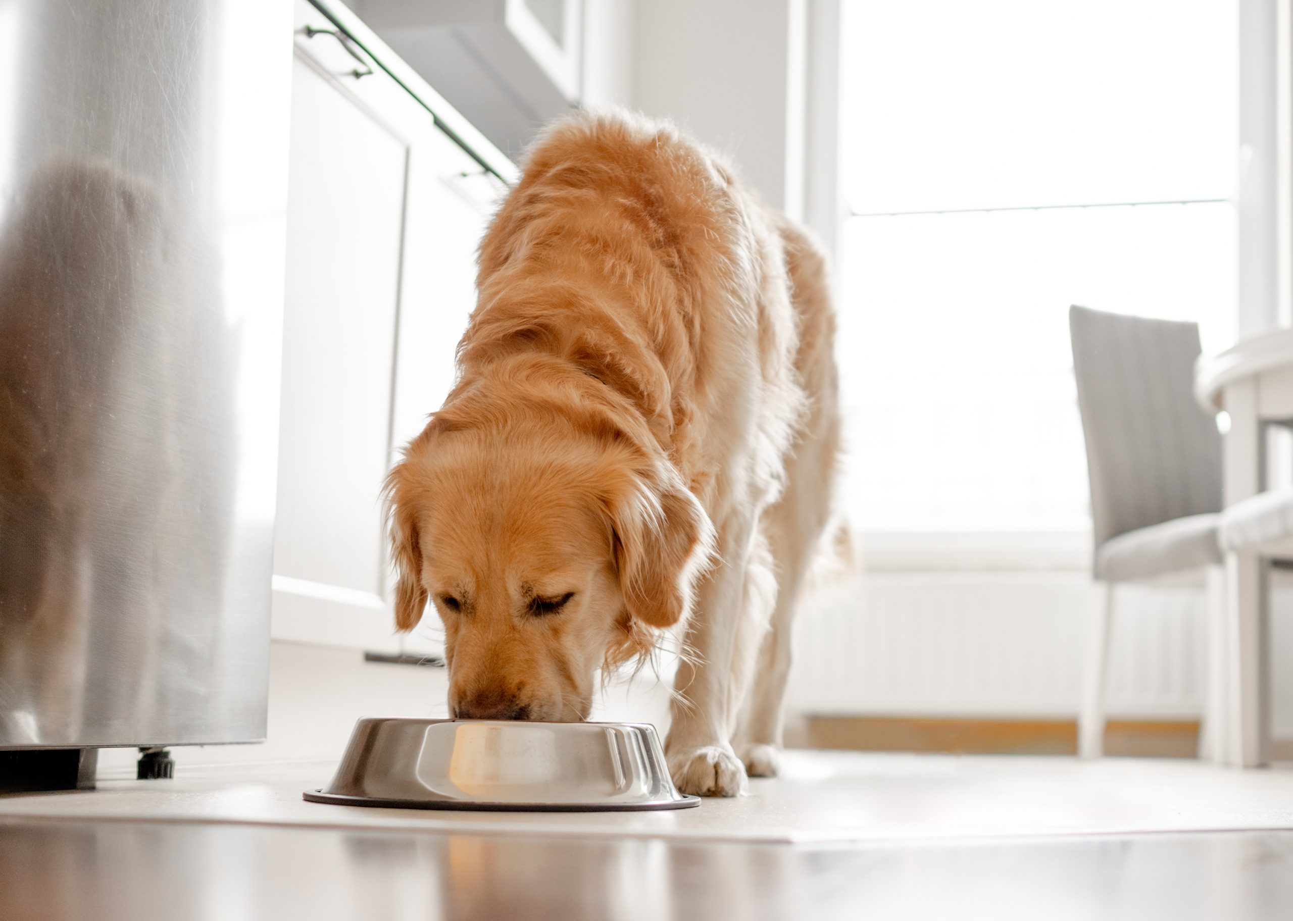 Golden retriever dog eats from bowl in kitchen with bright interior Dogs can enjoy pineapple in moderation, as it’s packed with vitamins and nutrients that are good for them.
