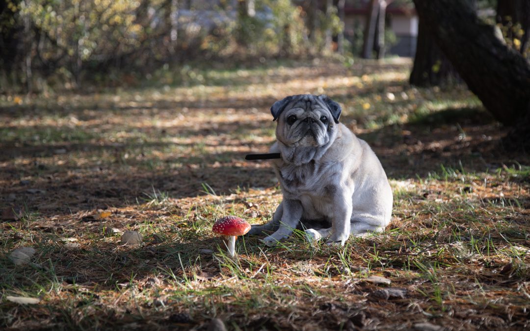 Can Dogs Eat Mushrooms? What You Need to Know