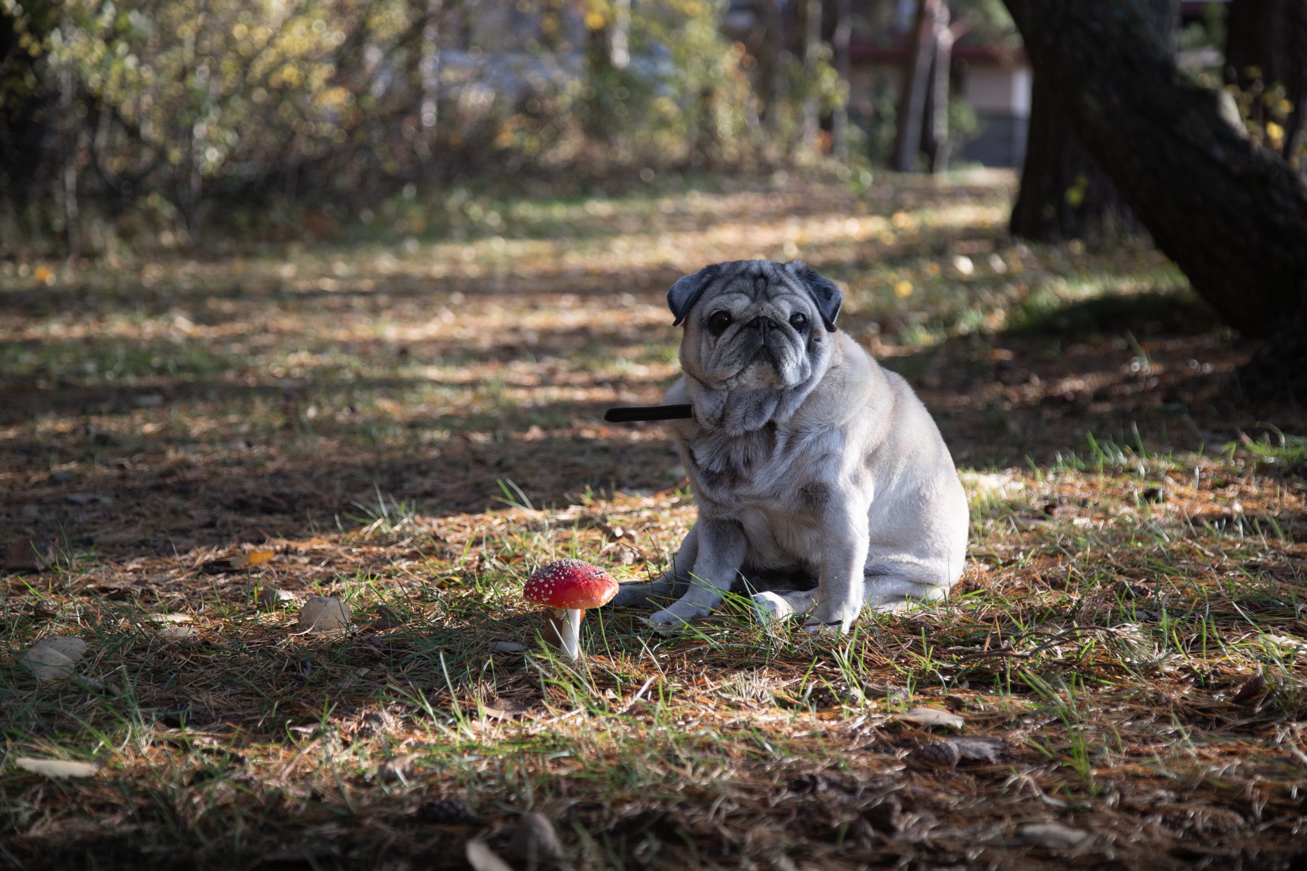 a pug dog sits on the lawn on a sunny summer day and next to it is a mushroom fly agaric Signs of mushroom poisoning in dogs include digestive issues and neurological symptoms.