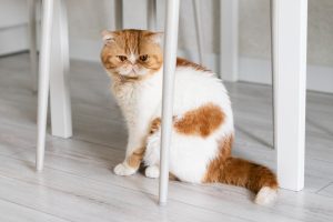 Cats can vomit for several reasons, not all of which are serious or require immediate vet vists.
