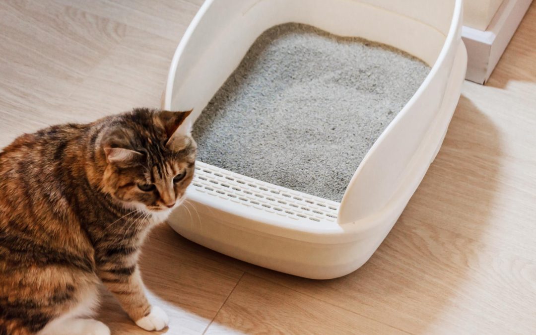 Why Is My Cat Going to The Bathroom Outside the Litter Box?