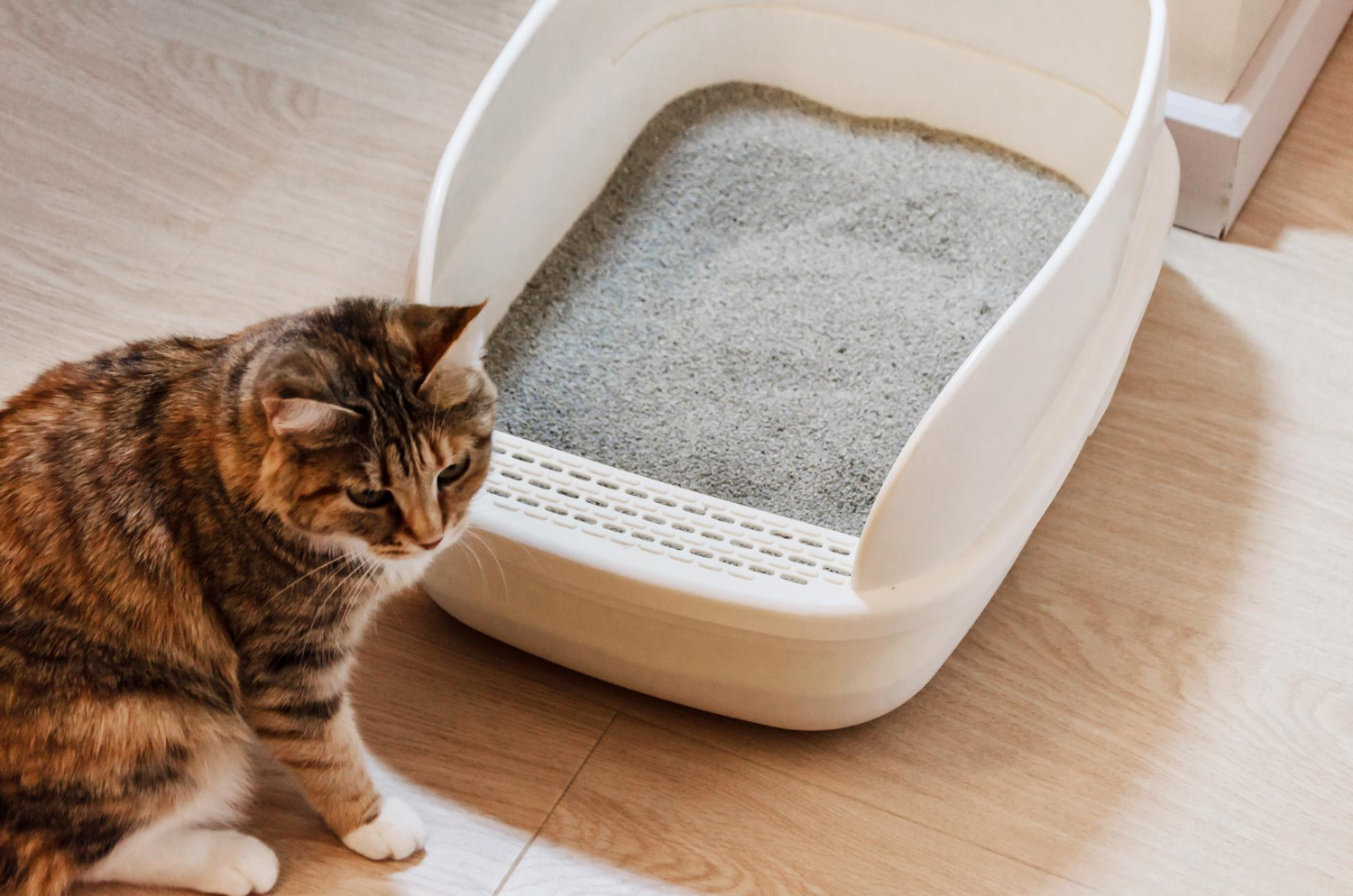Plastic litter box with filler on floor Urinary Tract Infections and digestive issues may make it painful for cats to go to the bathroom, causing them to void their litter box.