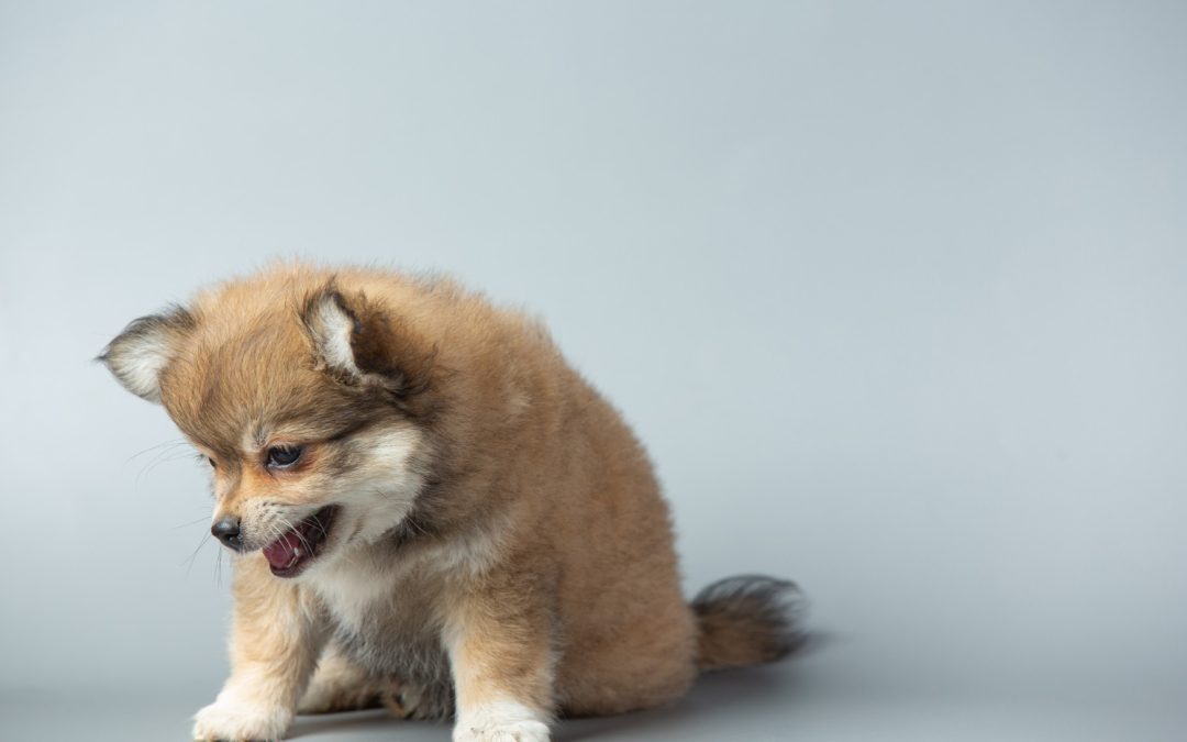 Why Does My Dog Keep Throwing Up Yellow Bile?