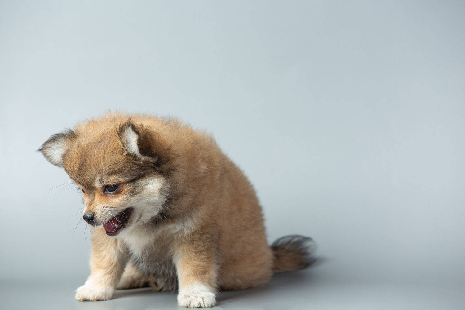 Little chihuahua on gray surface Dogs vomit to clear their stomachs, usually in response to an irritation in their digestive track.