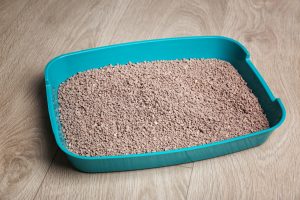 Location and cleanliness matter when training your cat to go to the bathroom in their litter box.