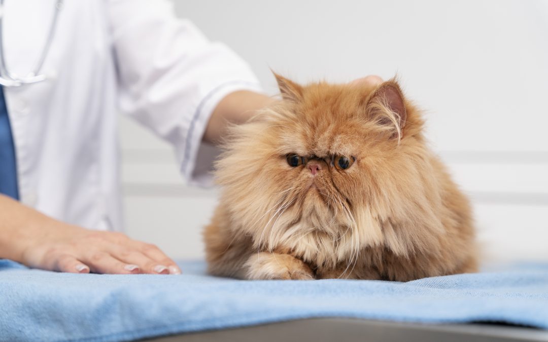 Why Is My Cat Throwing Up? Causes & Solutions