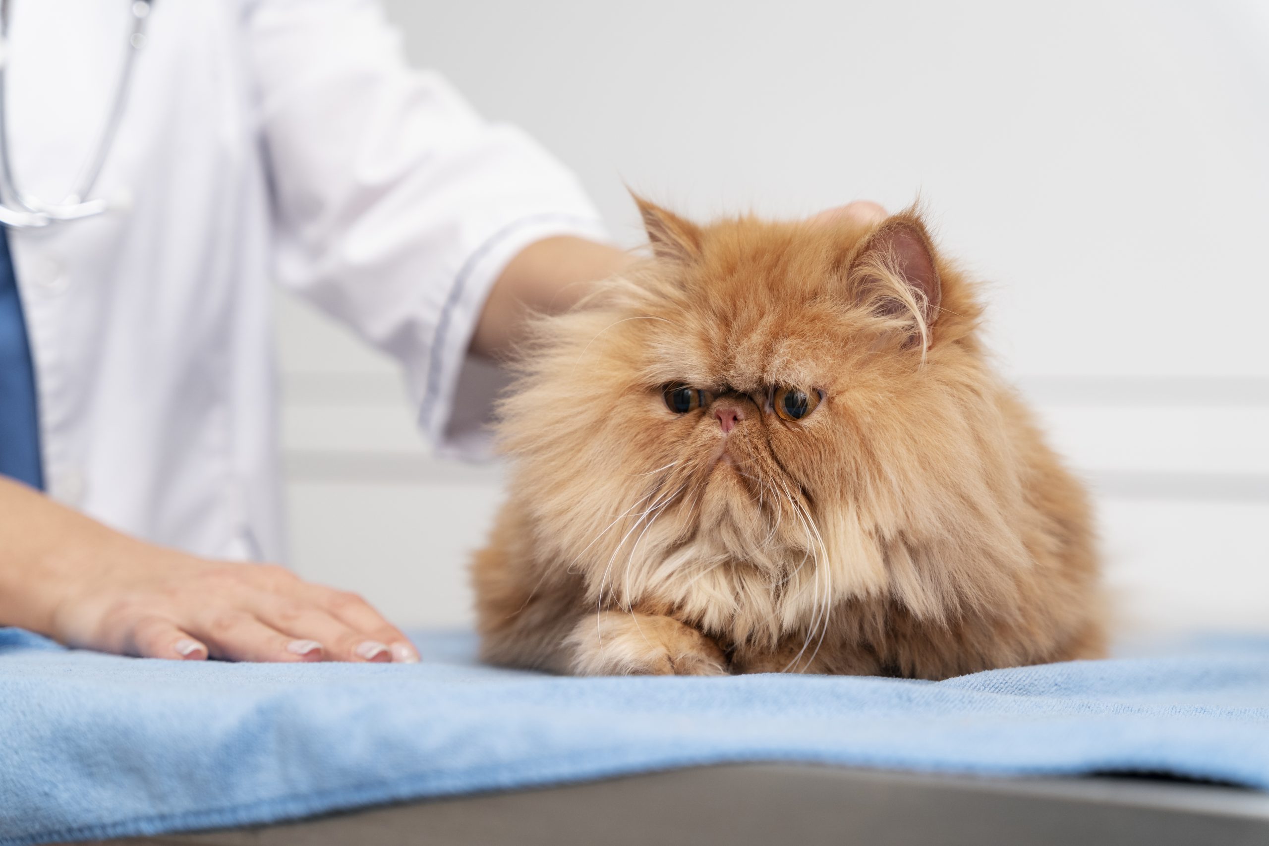 veterinarian-taking-care-pet You should visit your veterinarian if your cat begins to vomit several times a day or there is blood coming up.