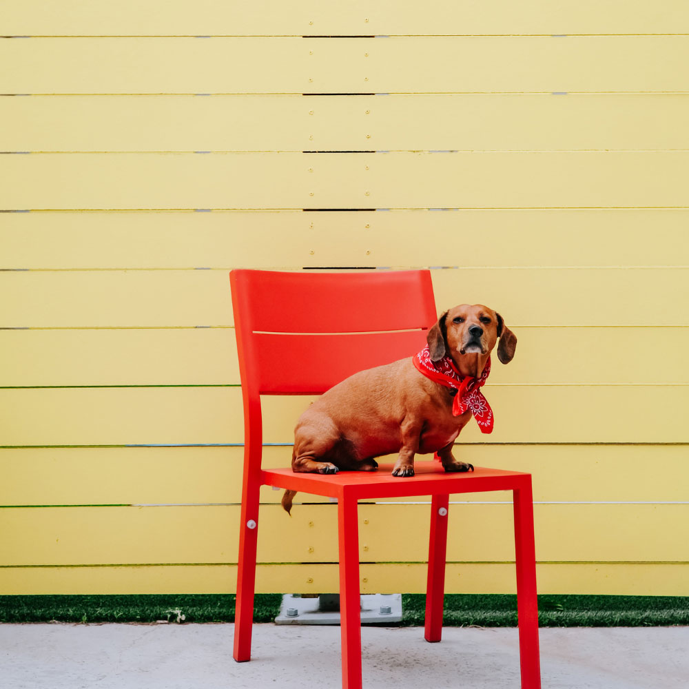 National Pet Day is a day to celebrate the love and companionship that your dog provides.