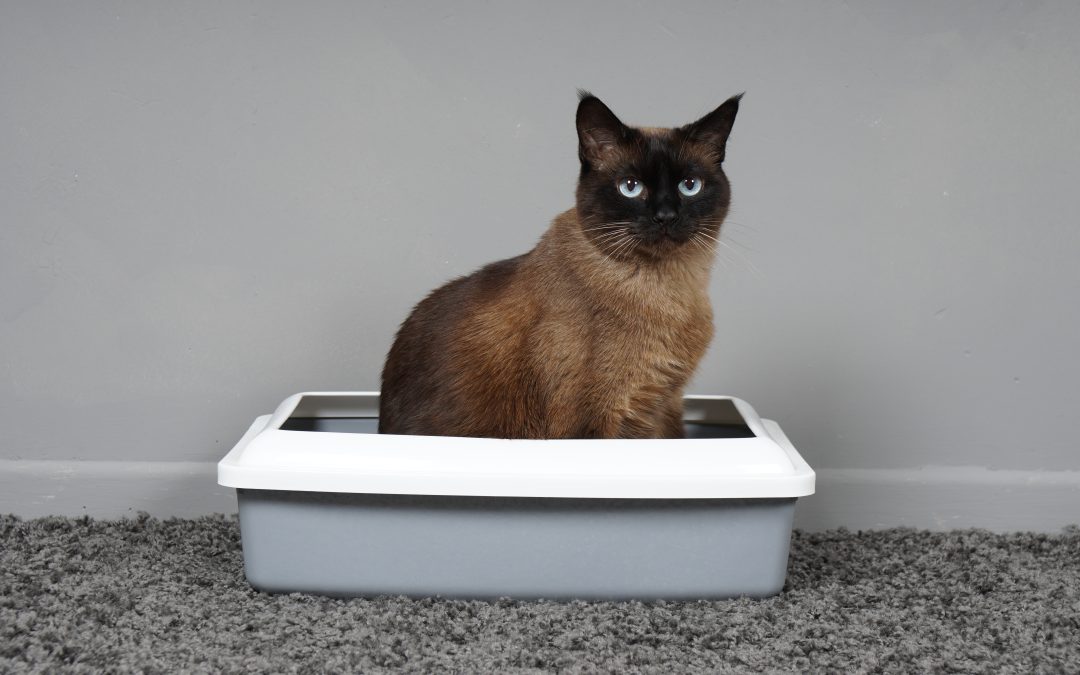 Cat Constipation: Signs, Causes & Easy Home Fixes