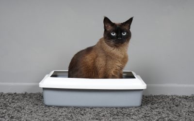 Signs of constipation in cats include vomiting, abdominal pain, and strain when trying to pass a bowel.