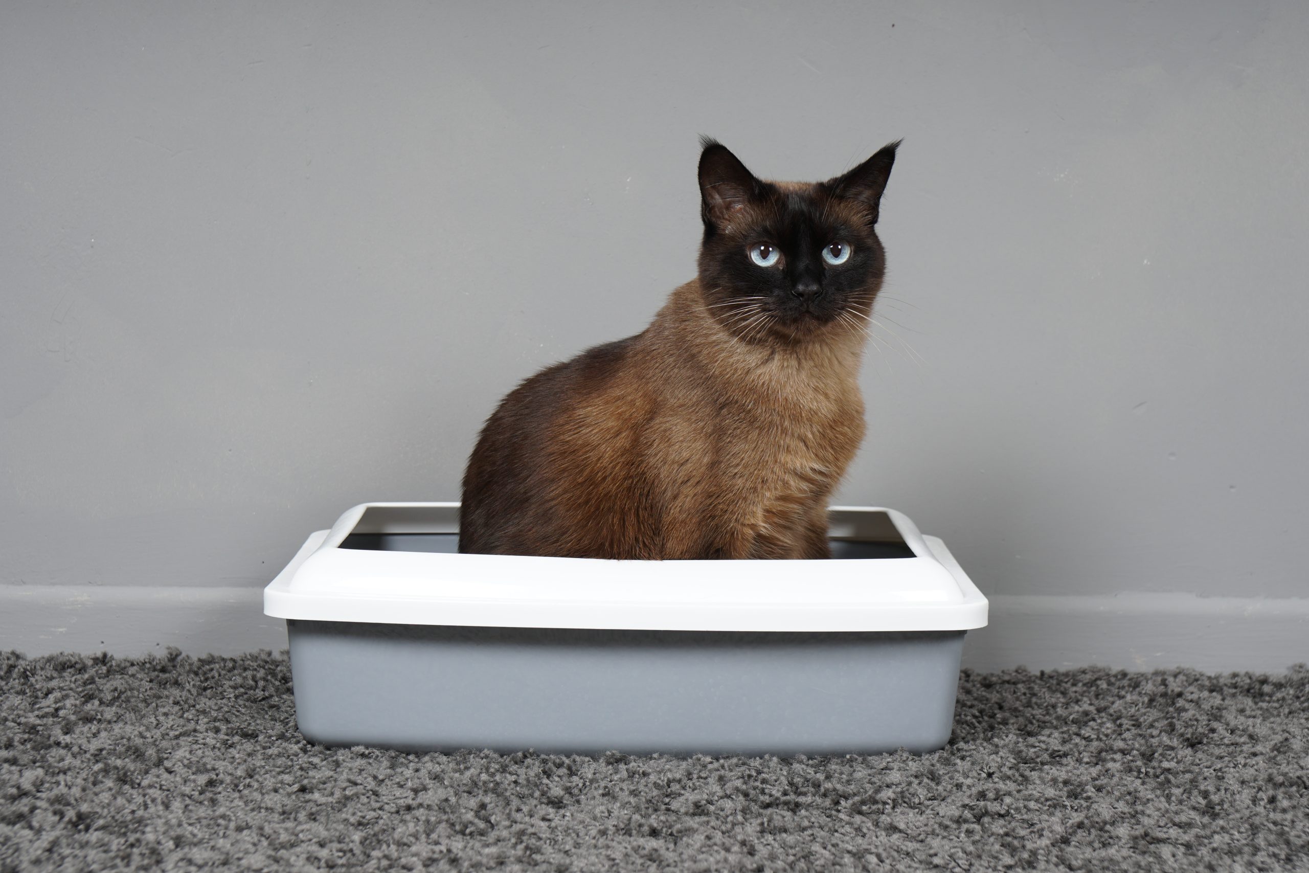 cat-sitting-cat-toilet-litter-box Signs of constipation in cats include vomiting, abdominal pain, and strain when trying to pass a bowel.