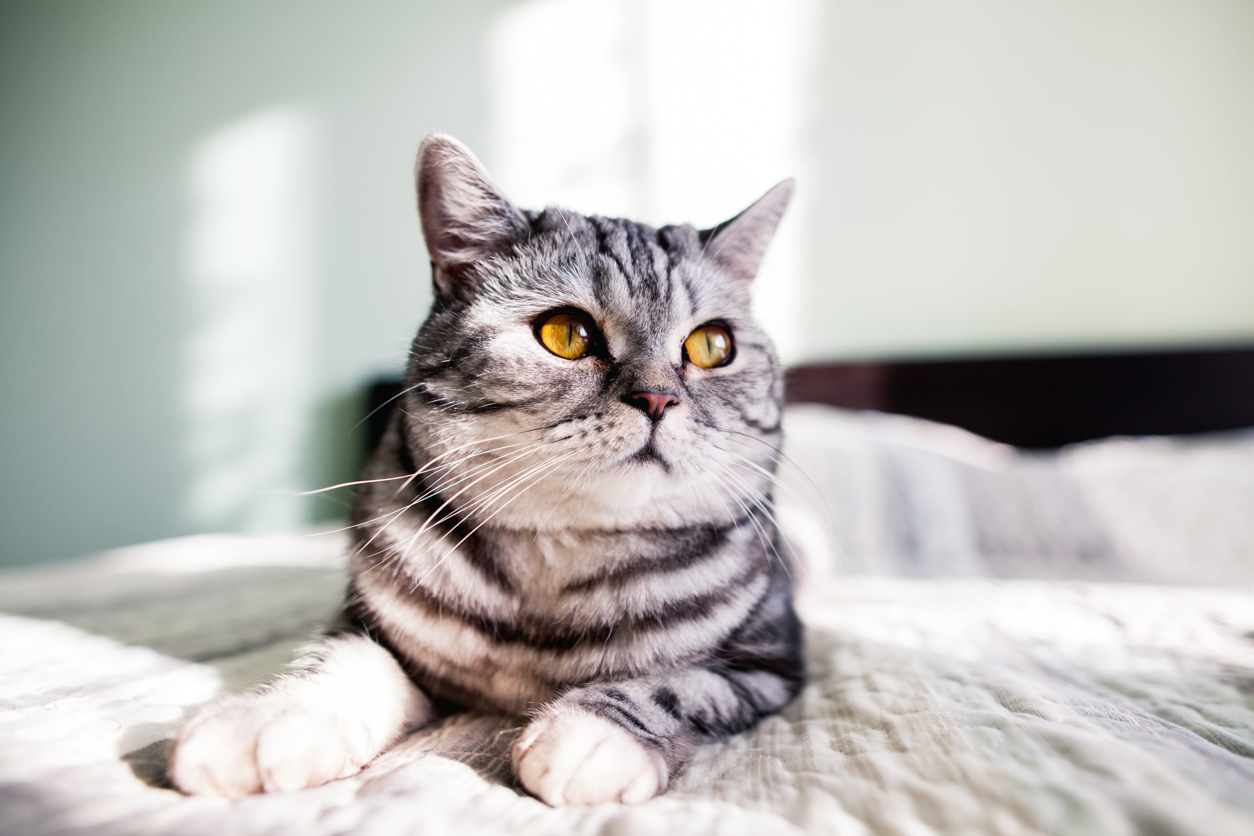 If your cat's belly feels unusually firm or bloated, it may be a sign of constipation.