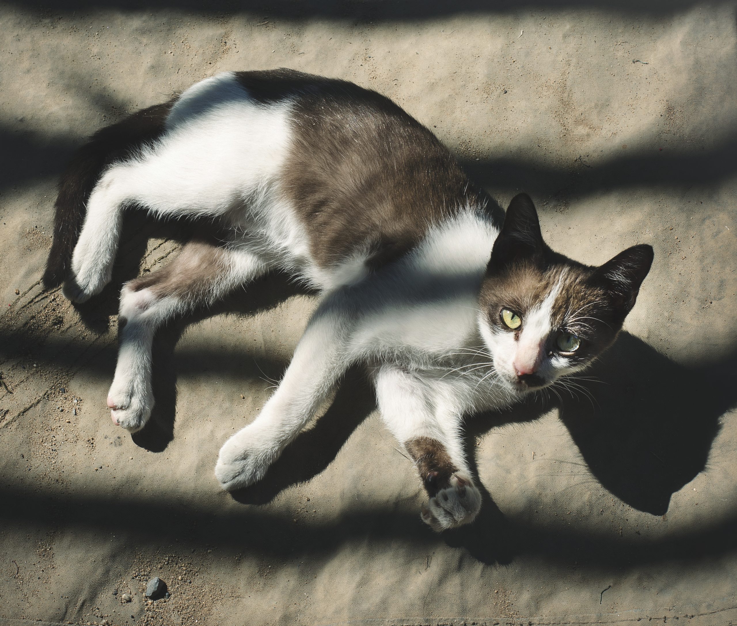 The loaf pose is a sign that your cat feels safe and at ease.