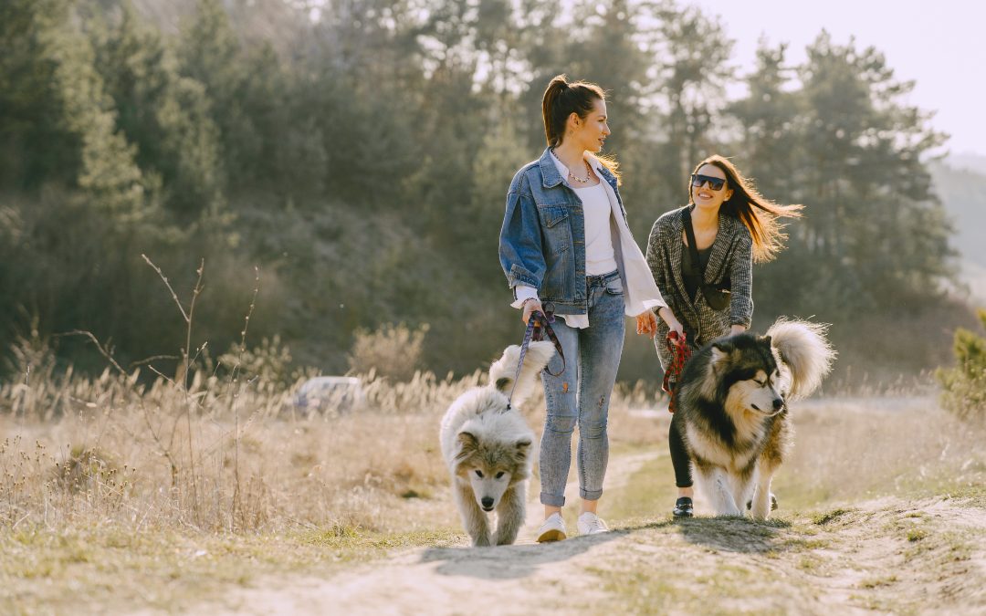 Odie Pet Insurance Launches a New Wellness Plan
