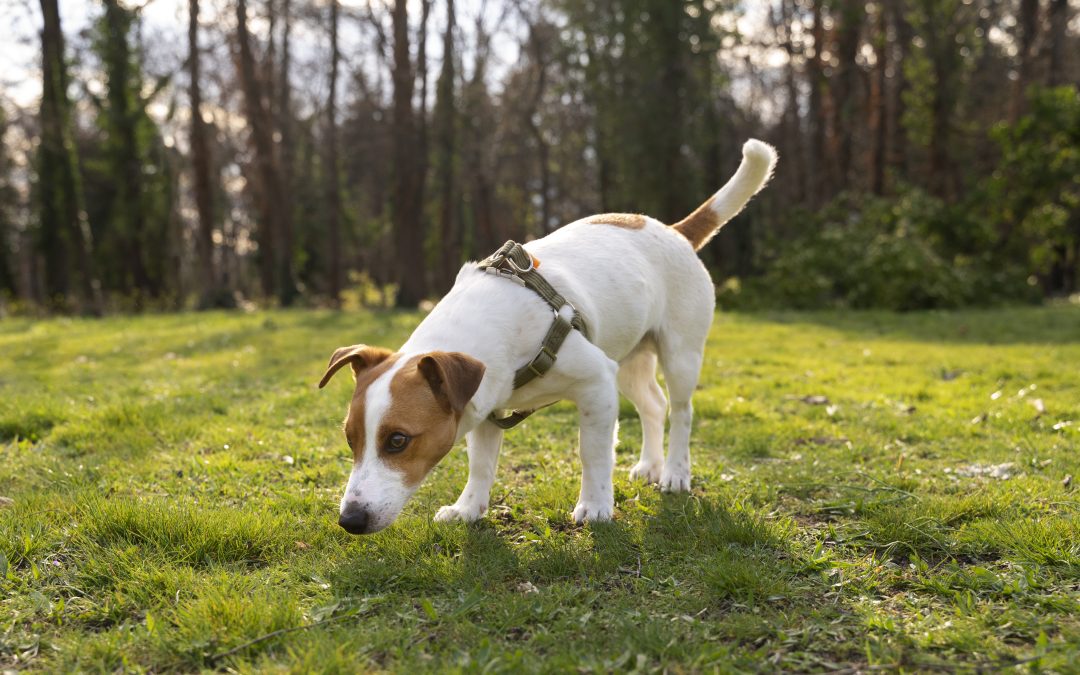 Foxtails in Dogs: What to Watch Out For