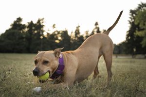 A wide, fast moving tail wag may signify that your dog is excited and happy.