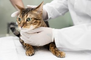 Dietary changes and infections can cause diarrhea in cats.