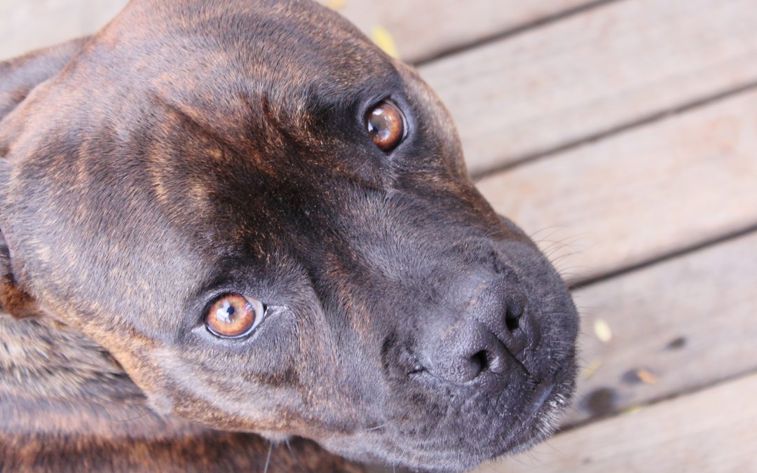 Types of Dog Eye Discharge
