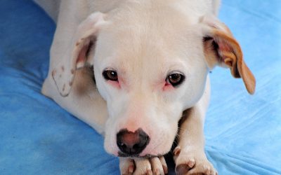 A red, moist, irritated patch on your dog's skin is likely a hot spot, which can be painful.