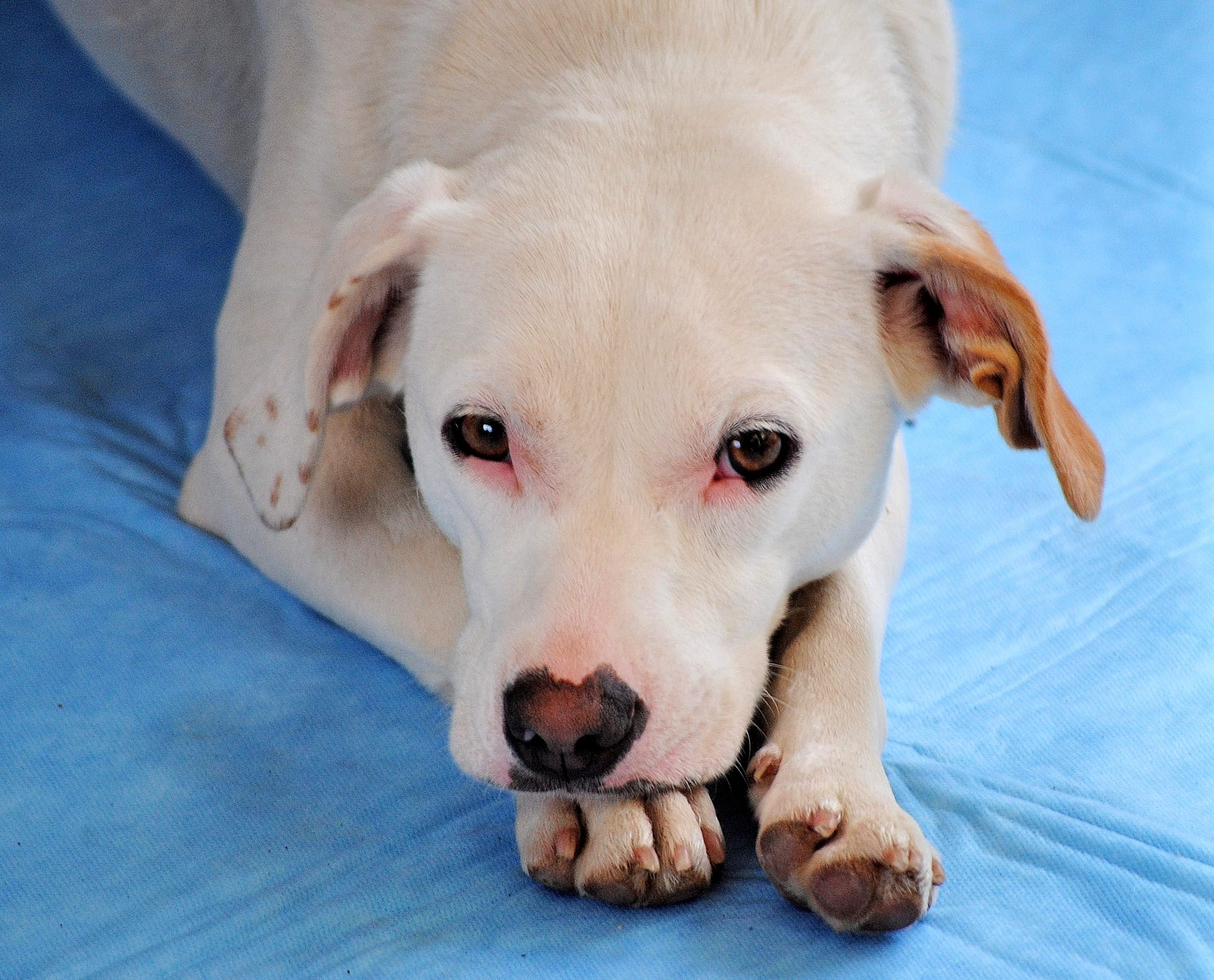 close-up-portrait-dog-lying-down-bed A red, moist, irritated patch on your dog's skin is likely a hot spot, which can be painful.