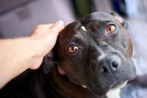 Eye discharge in dogs may be sign of allergies, an infection, or conjunctivitis.
