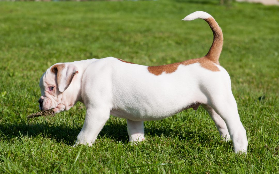 What Does It Mean When Your Dog Wags Their Tail?