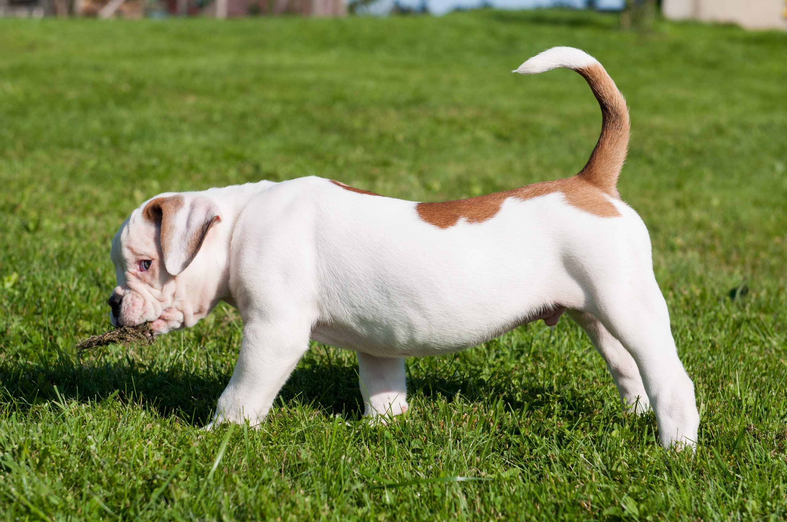 Funny white coat American Bulldog puppy dog profile When dogs wag their tail to the right, it means they feel relaxed. A leftward wag may signify anxiety