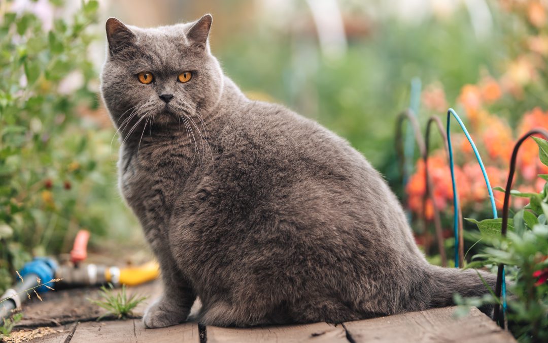 Obesity in Cats: Causes and Treatment