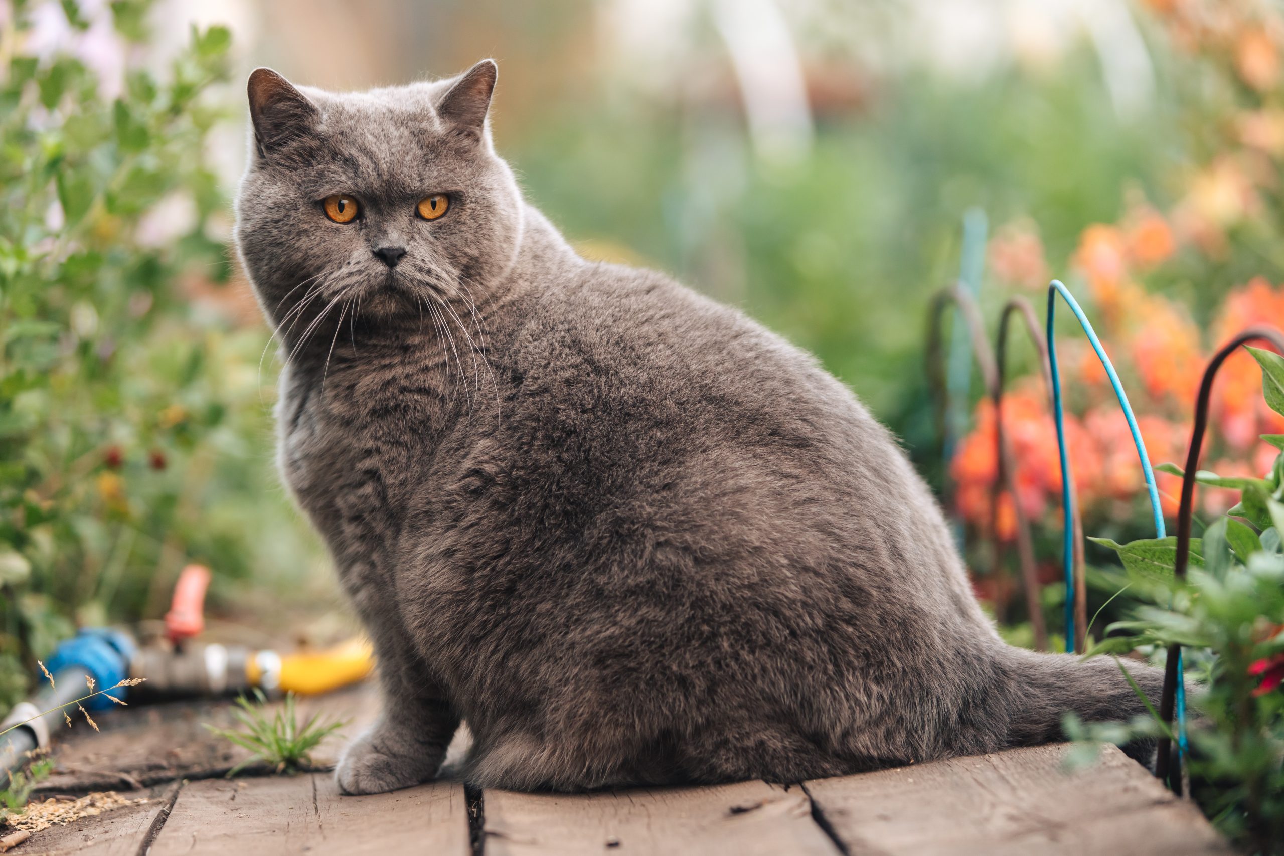 A gray British cat sits on a wooden sidewalk near a flower bed with greenery. Cat obesity can stem from excessive treats, type of food, amount of food, and rapid food consumption.