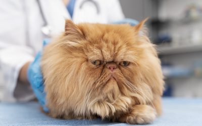 Chronic diarrhea in cats can cause weight loss and lethary