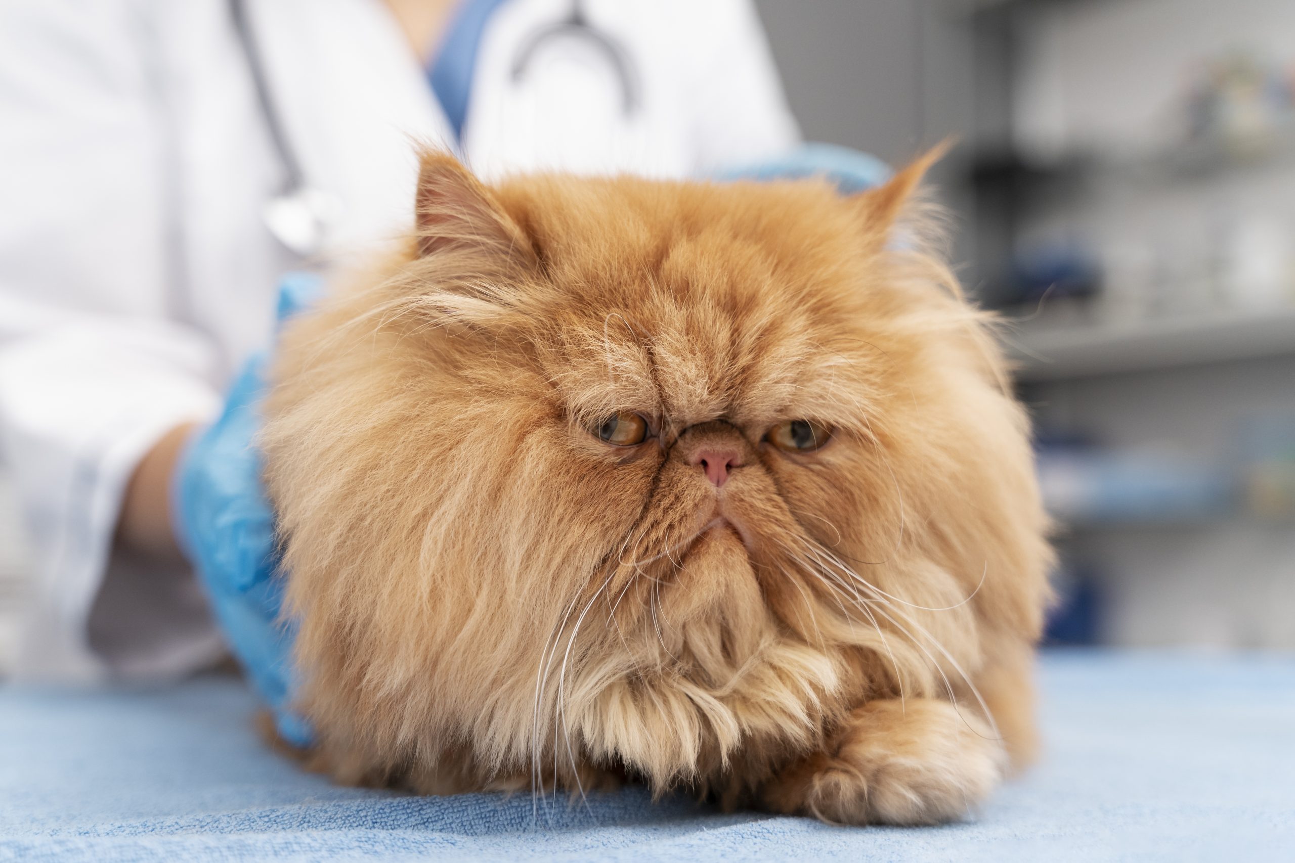 Chronic diarrhea in cats can cause weight loss and lethary
