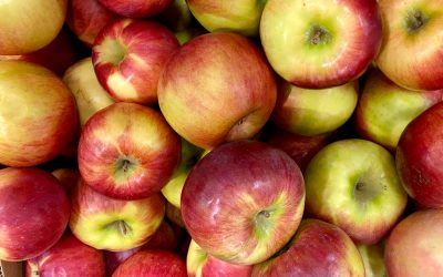 Apples, in moderation, and without their seeds and core, are safe for dogs.