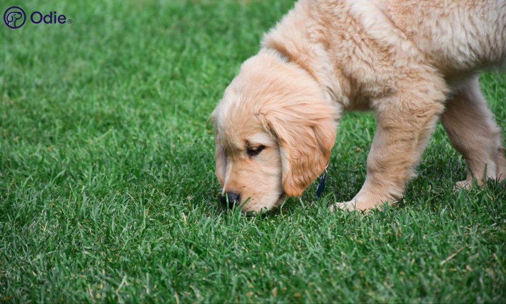 Golden Retriever puppy exploring outdoors on the grass, representing early puppy health insurance coverage.