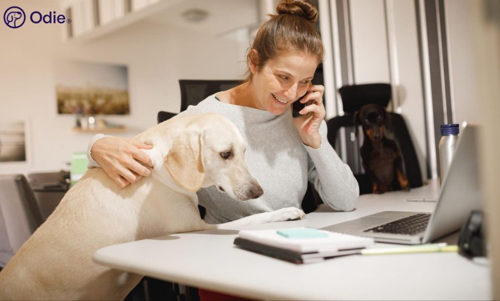Woman managing pet care and insurance online on her laptop while surrounded by her pets at home.