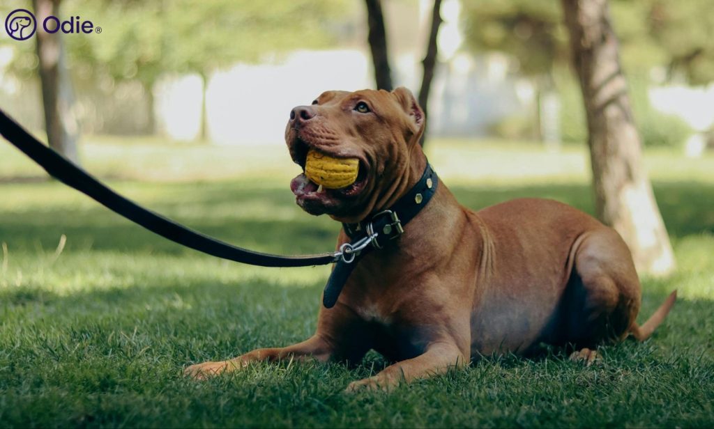 Red Pitbull holding a toy ball in the park, representing comprehensive health insurance for all dog breeds.