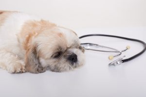 Chronic diarrhea is a very common long-term health concerns in dogs.