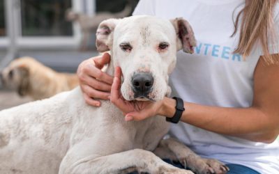 The conversation around timing for spaying or neutering your dog has shifted in recent years.