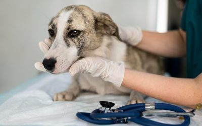 Surgery is often just one option for dogs, not the only option.
