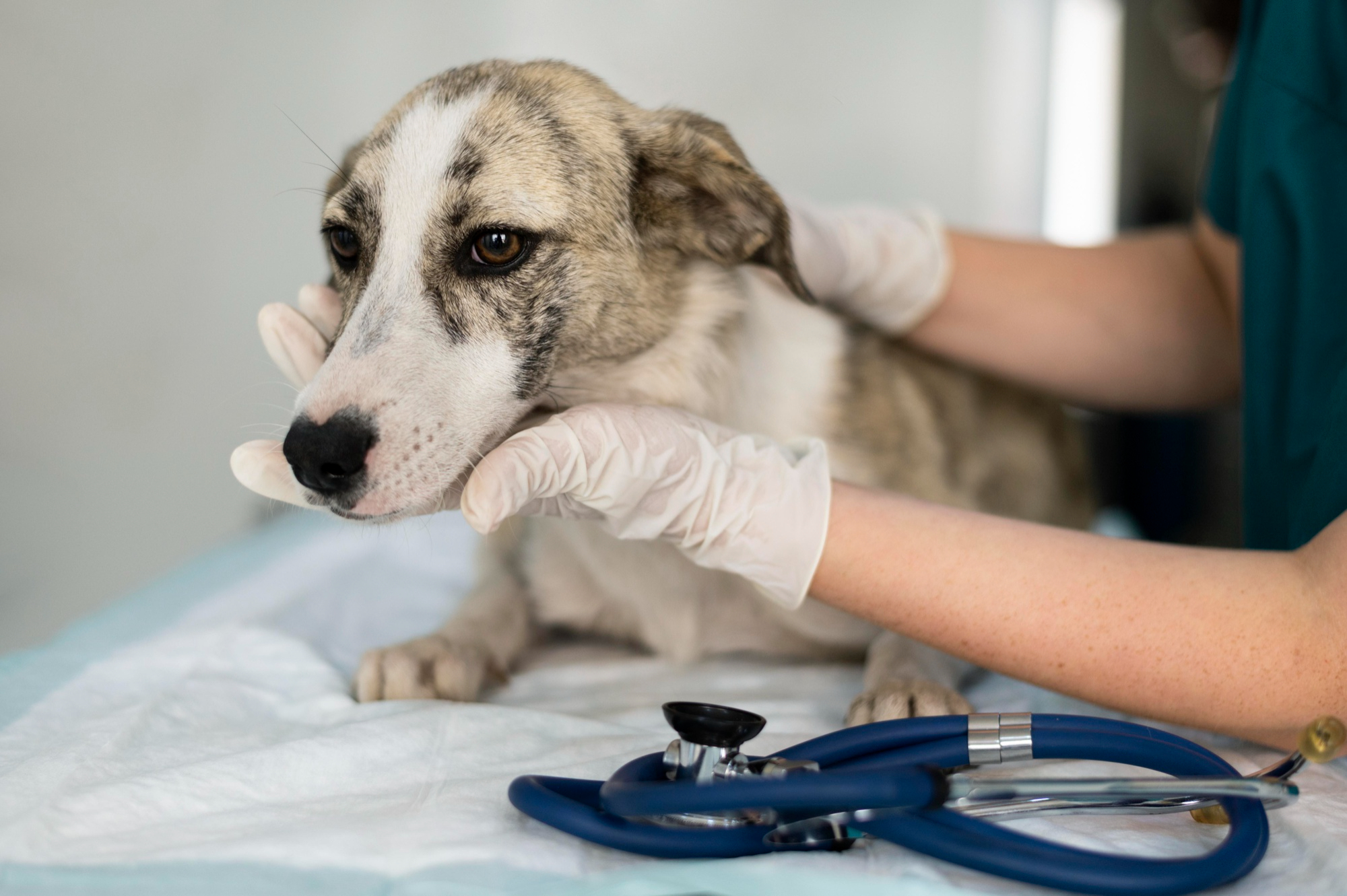 Surgery is often just one option for dogs, not the only option.
