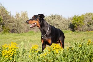 For larger breeds like Rottweilers, vets now recommend waiting to spay or neuter until the dog has finished growing, which can be anywhere from 12 to 24 months.