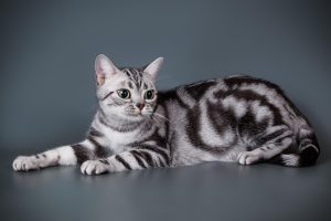 American Shorthair cats are prone to heart disease, they are considered a healthy breed with an average life expectancy of 11-13 years.