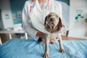 An e-collar (the cone) is the standard solution for preventing your dog from licking or biting their wound.